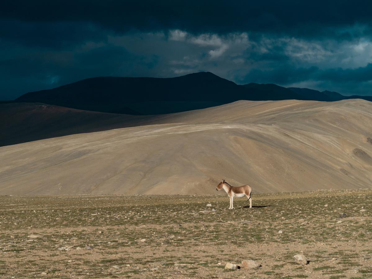 A wild Kiang stands in the open high-altitude plains of the Changthang Plateau in Ladakh, with Himalayan mountains in the background.