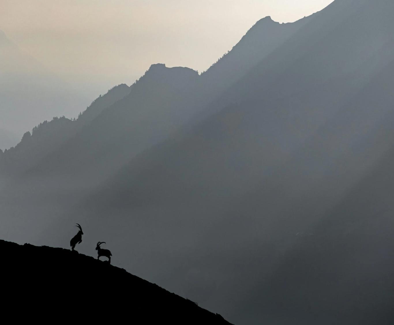 Silhouetted mountain goats against misty mountains